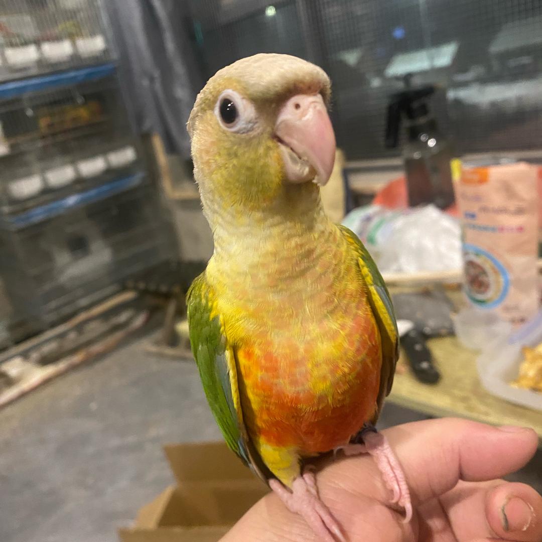 虞城县喜旺鹦鹉养殖基地