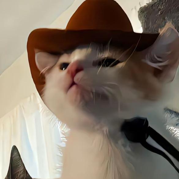 绵绵冰小猫