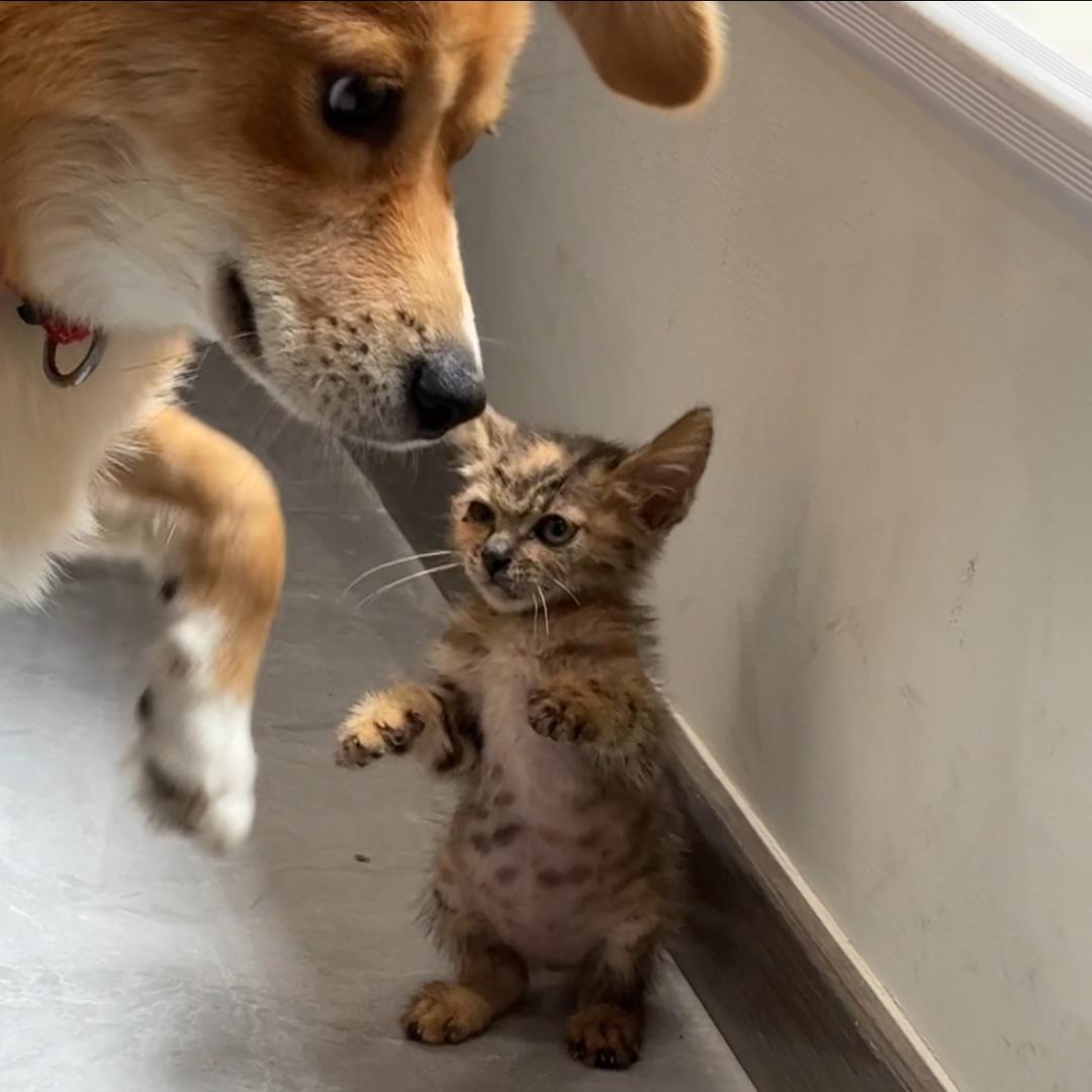 果果的狗狗叫小黄