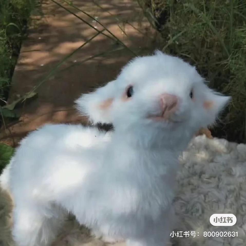 蛋挞老师