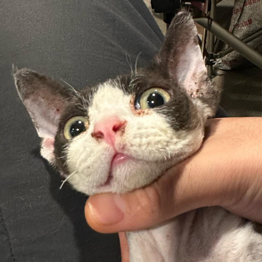 从小就是个铜罐手