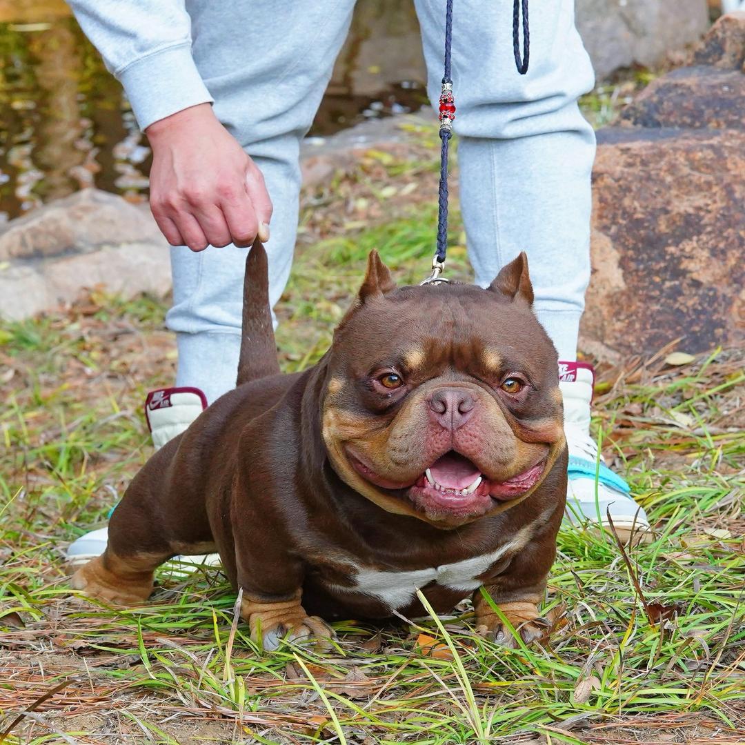 青岛•王大禹 恶霸犬 法国斗牛犬(奢宠)
