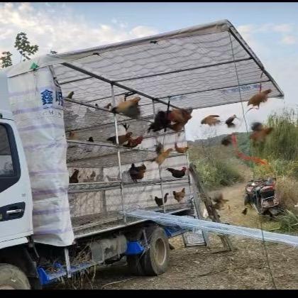 刘姐移动散养土鸡