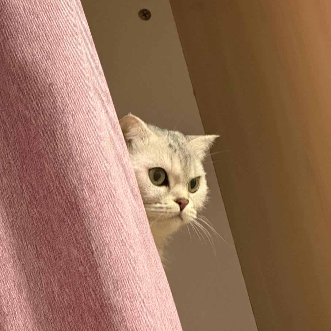 搬运鱼
