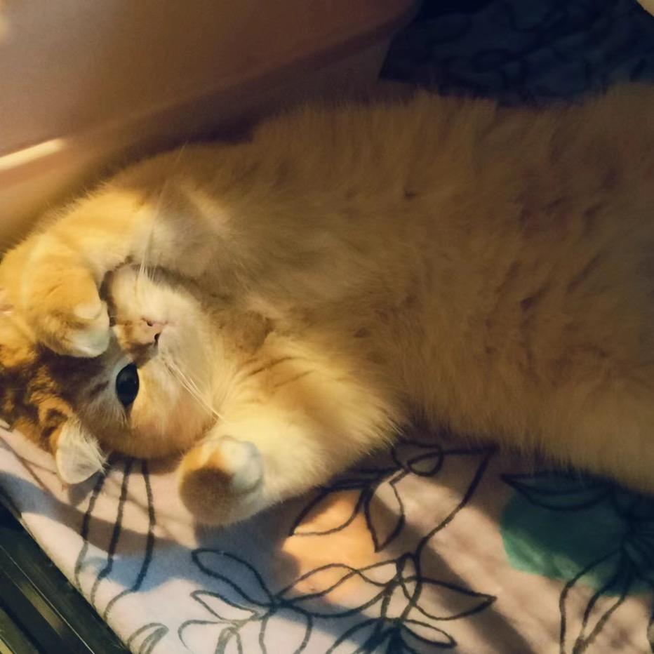 奶萌可爱小猫咪