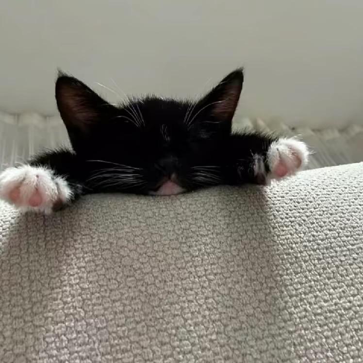 让兔子的世界下起胡萝卜雨🥕.