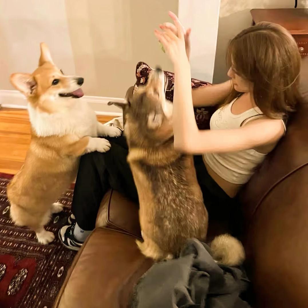 藤藤莲