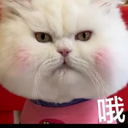 糕冷小王