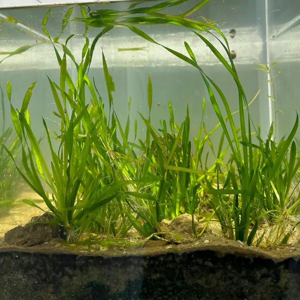 水生植物种植施工，生态浮岛