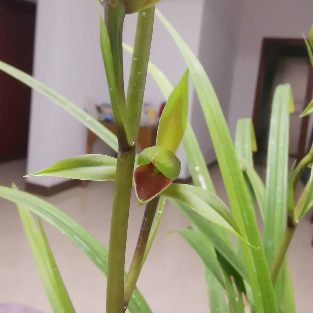 林园花卉