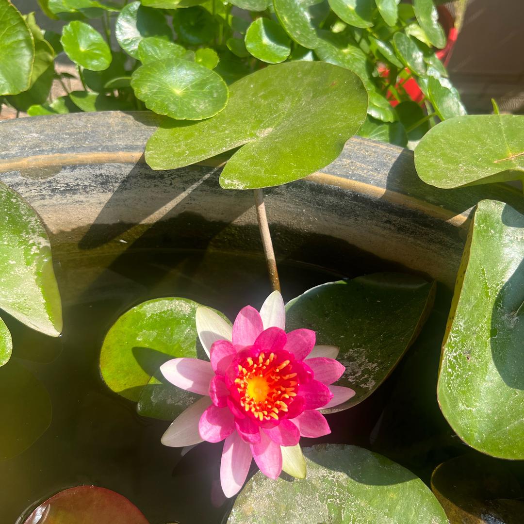 彩虹🌈