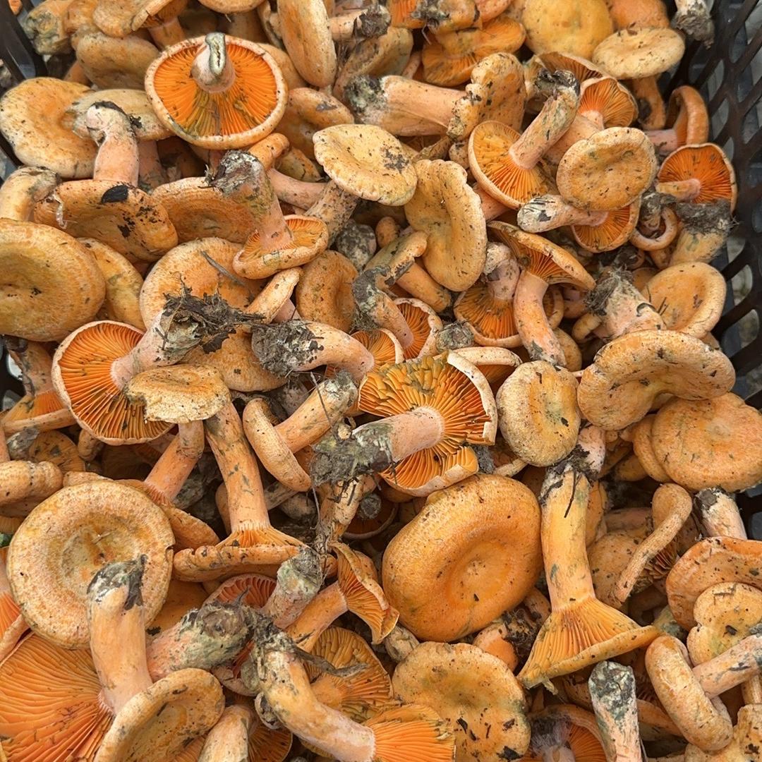 菇李菇哩百货店