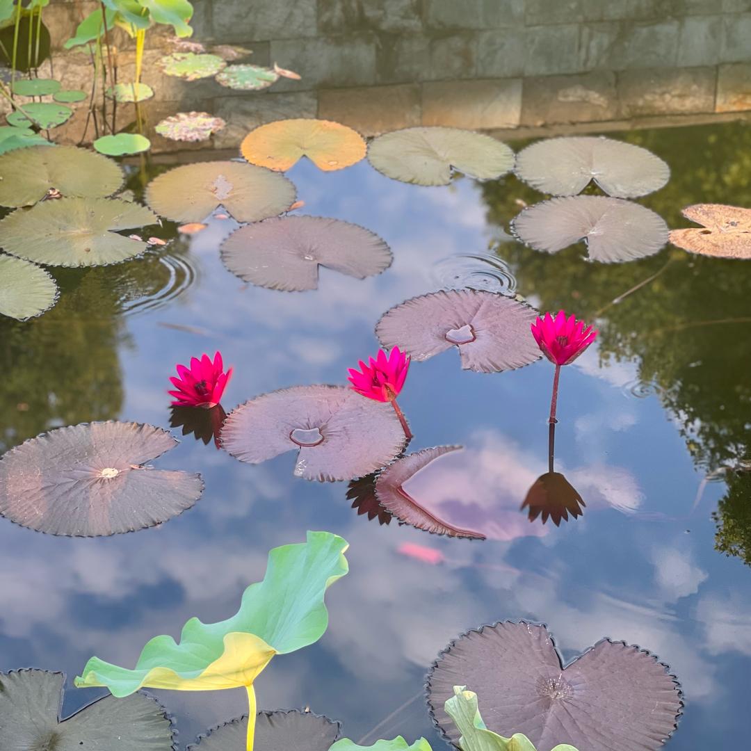 小李不讲李