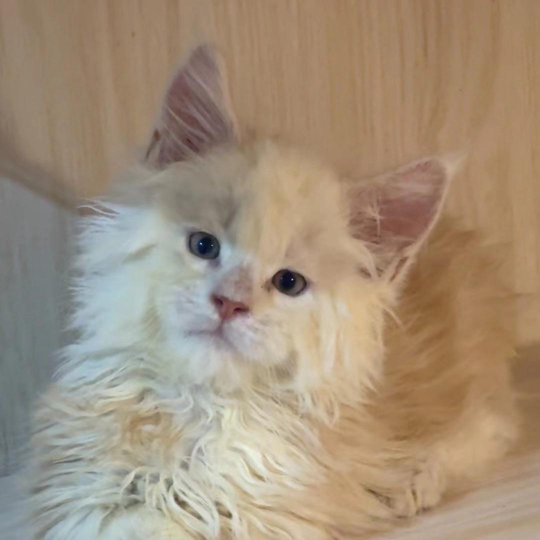 玉米是只缅因猫