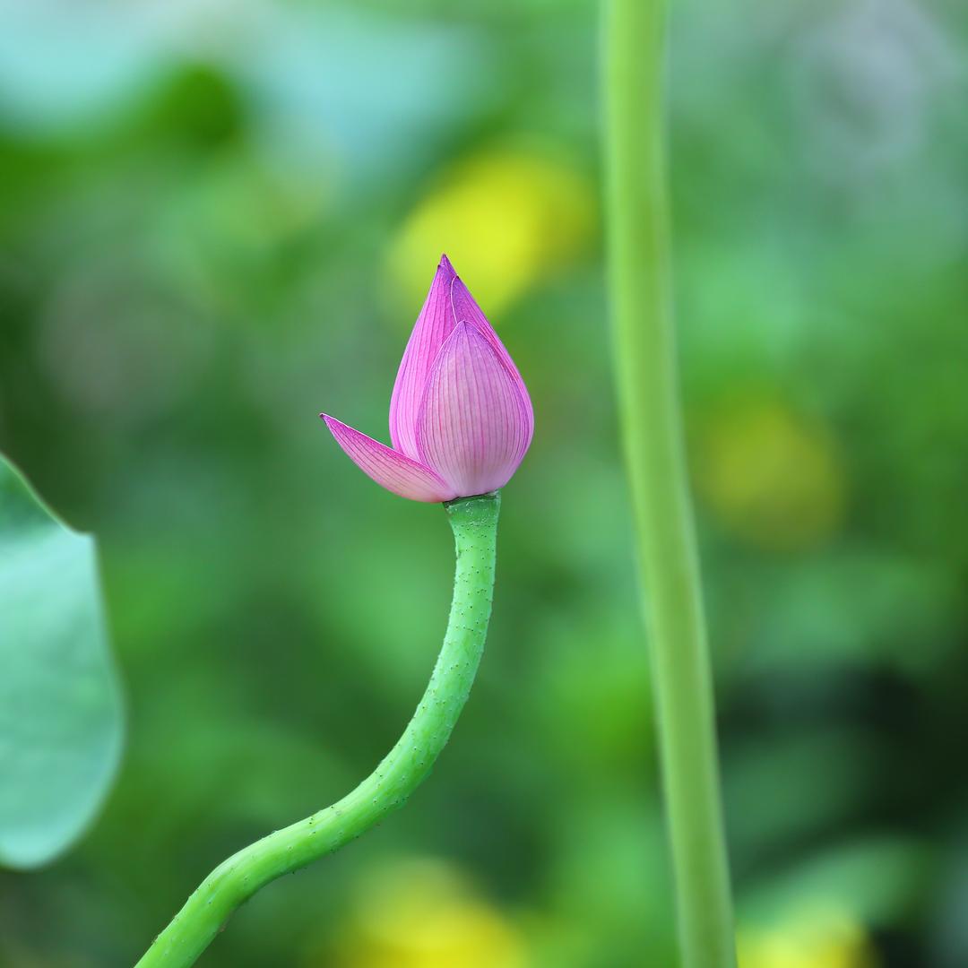 小院时光