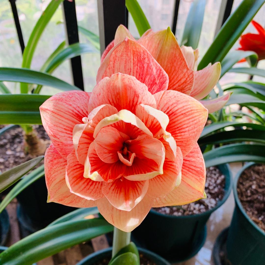 我的花园