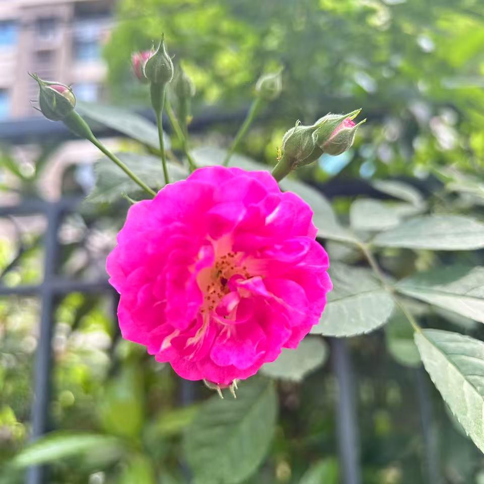 蔷薇🌹