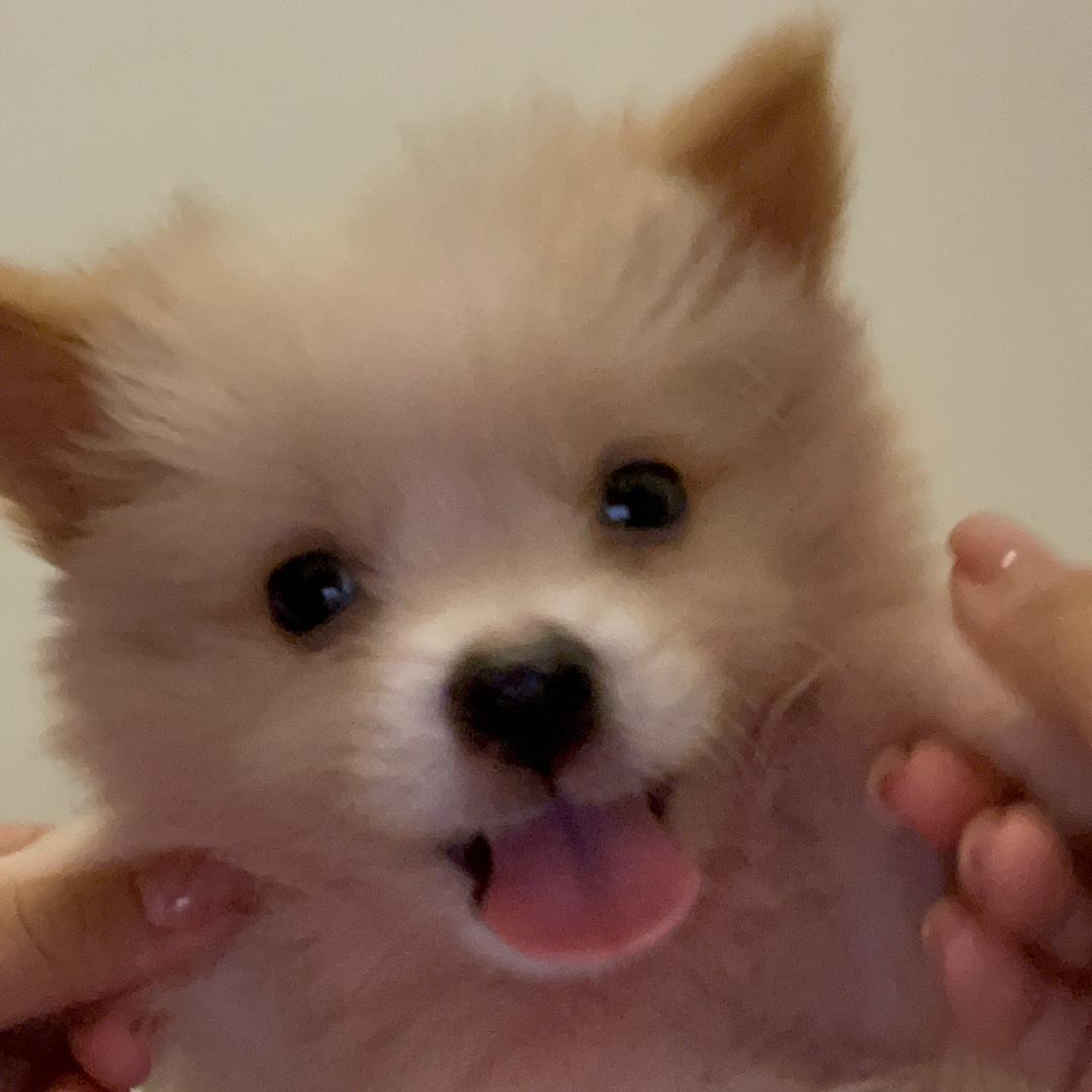 小馋猫烤肉拌饭