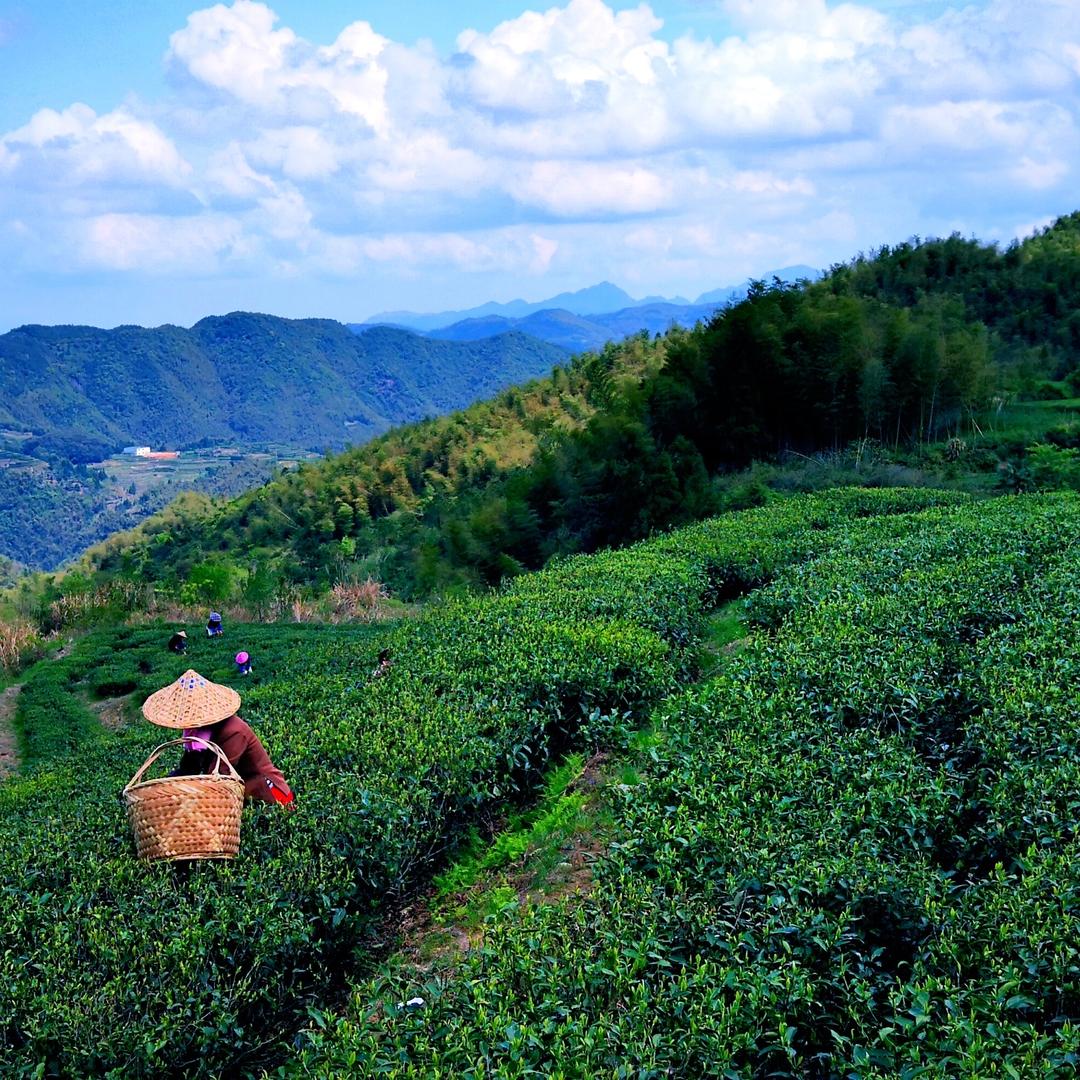 沁洺的茶