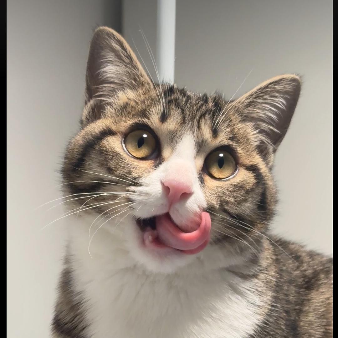 招财小猫