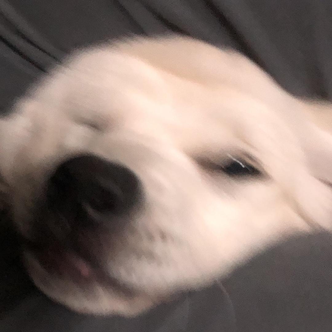 KaiC🦖