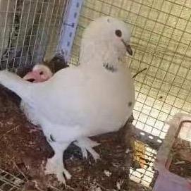 鸽子业务爱好着