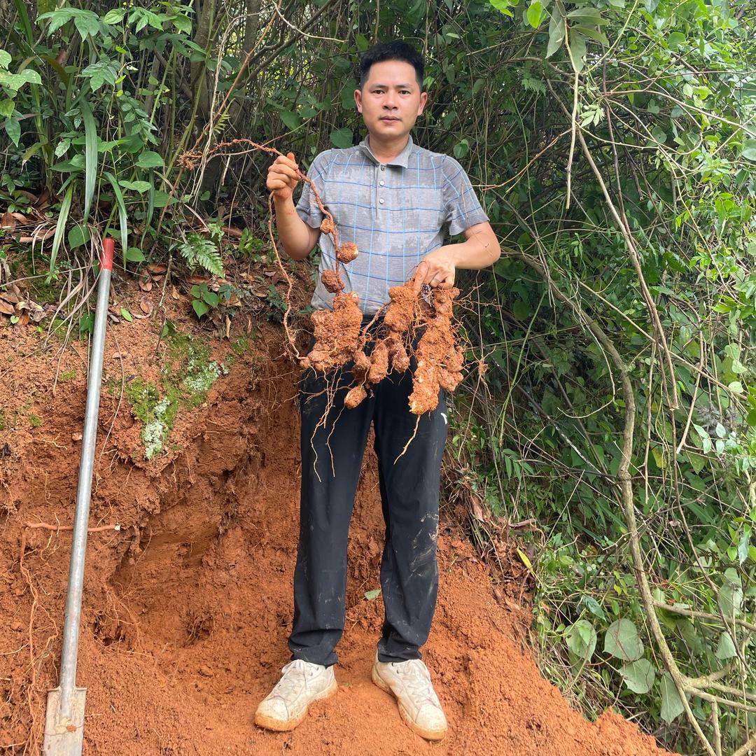 🍂草民阿珍的山货