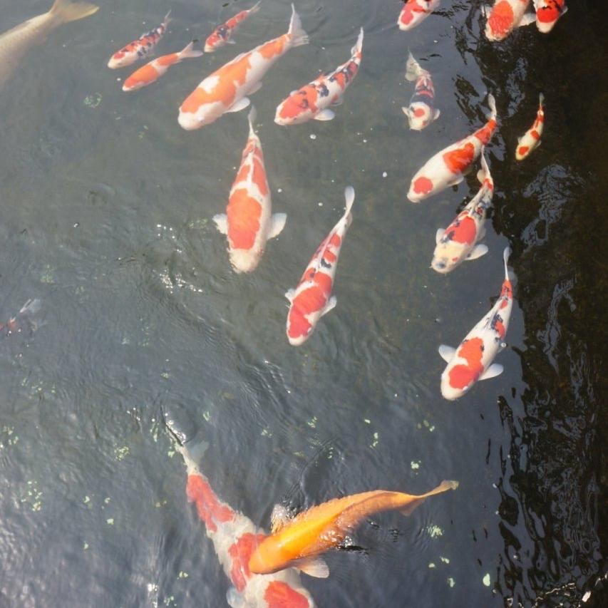 隆福吉百货店