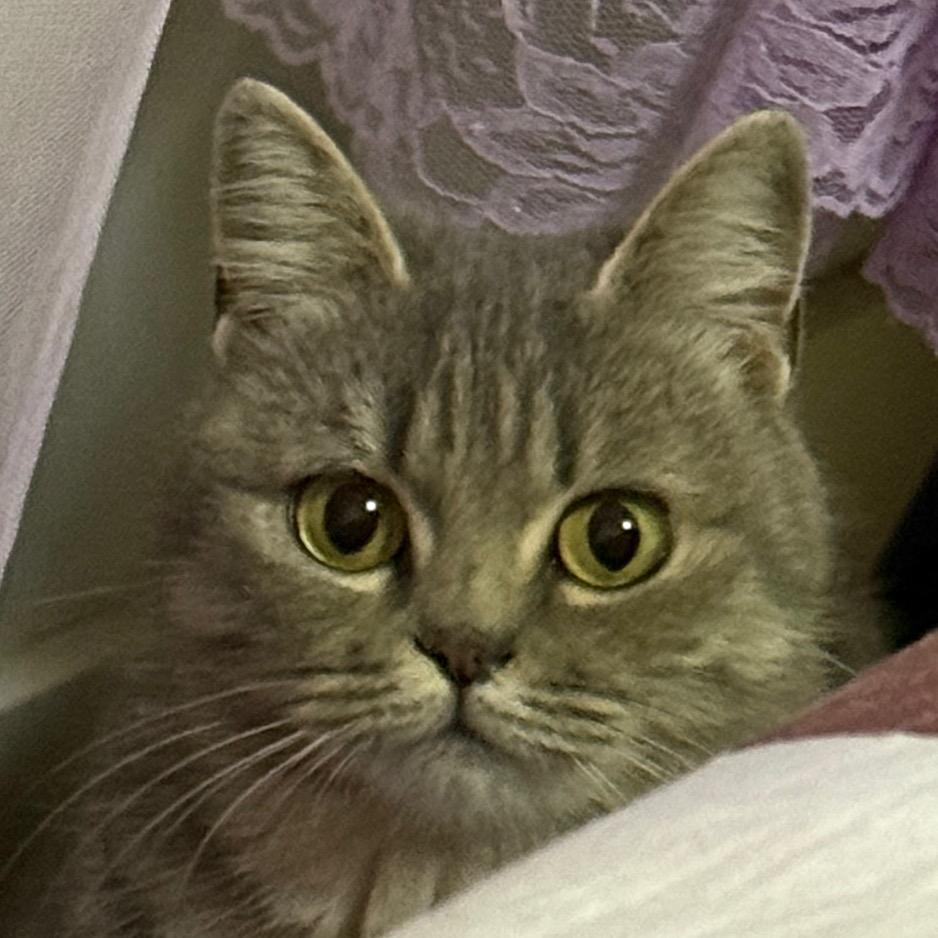 肘子（黑化版）