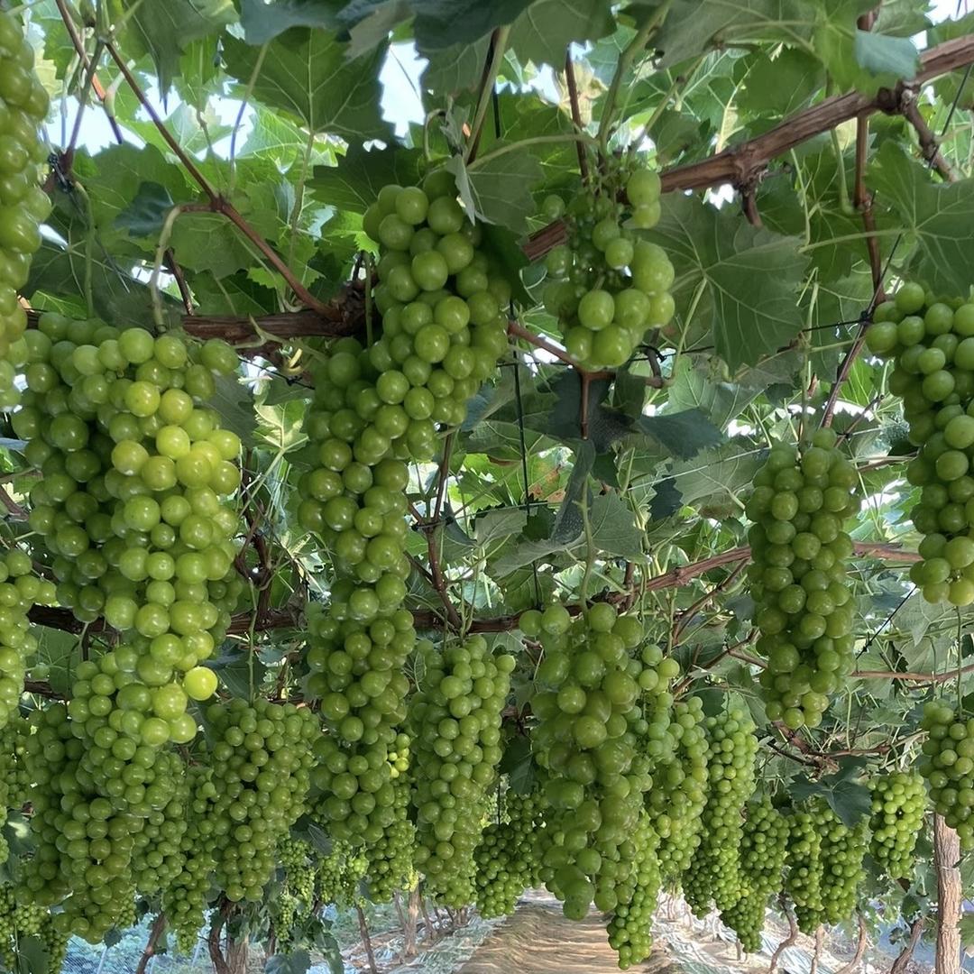 鑫寅阳光玫瑰直销