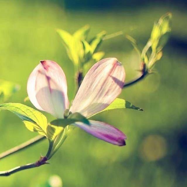 红心。