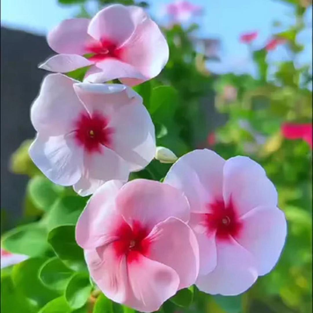 一朵小花