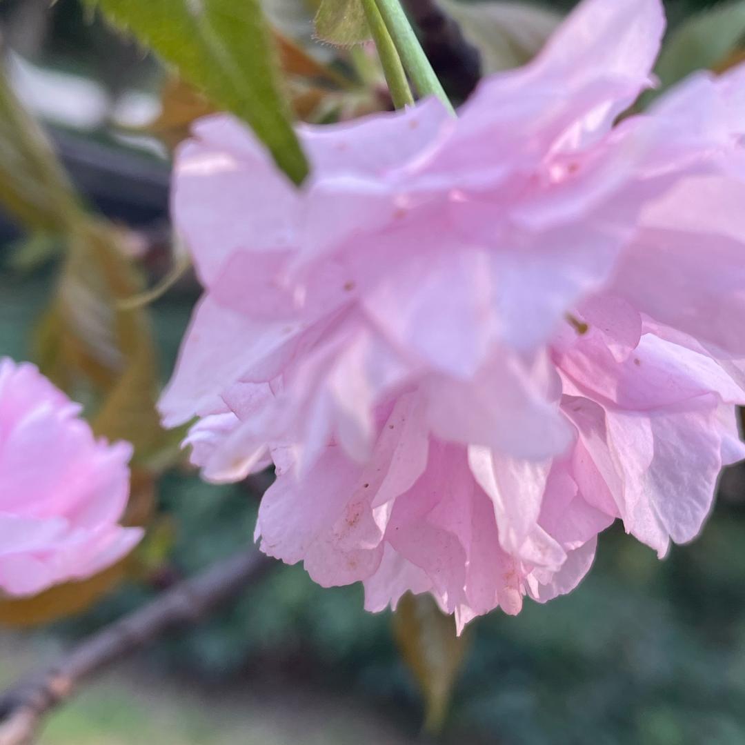 丽