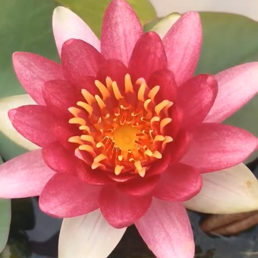 茹水🍒伊人
