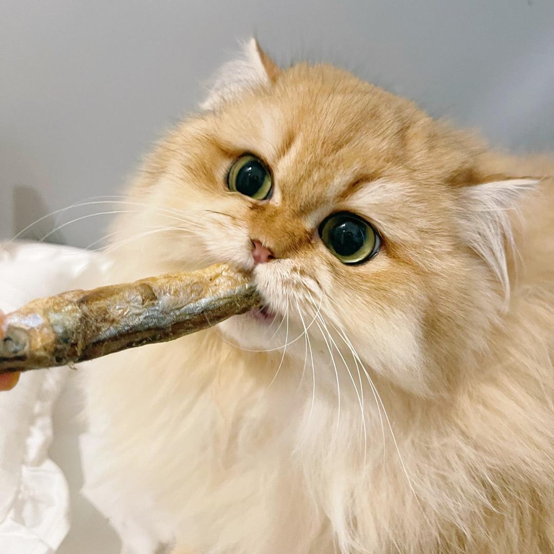 猫酥饼饼有点薄