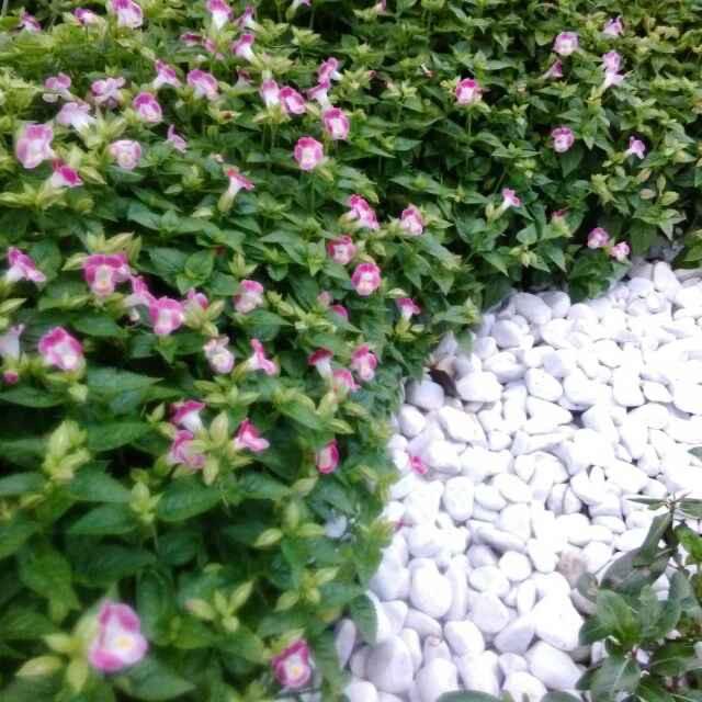 王德松