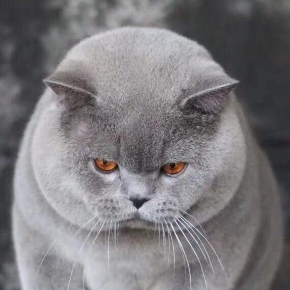 雪倪猫