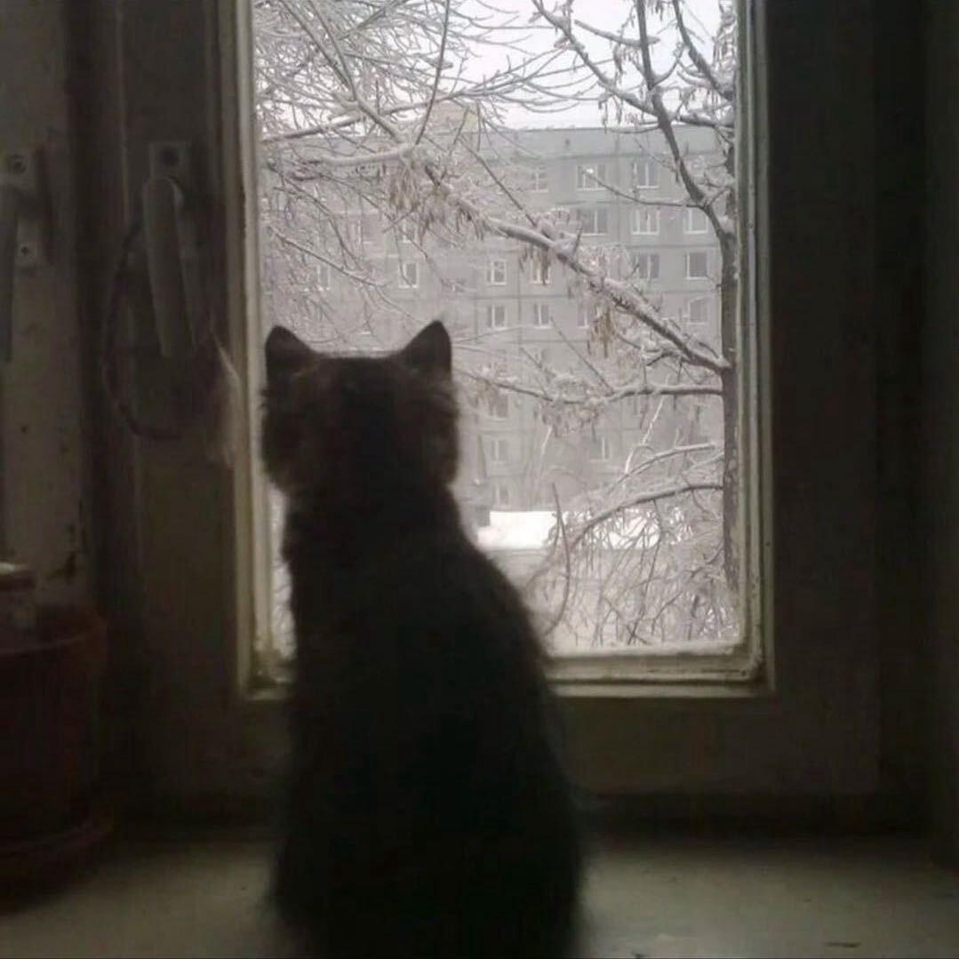 猫酱（三角洲行动）