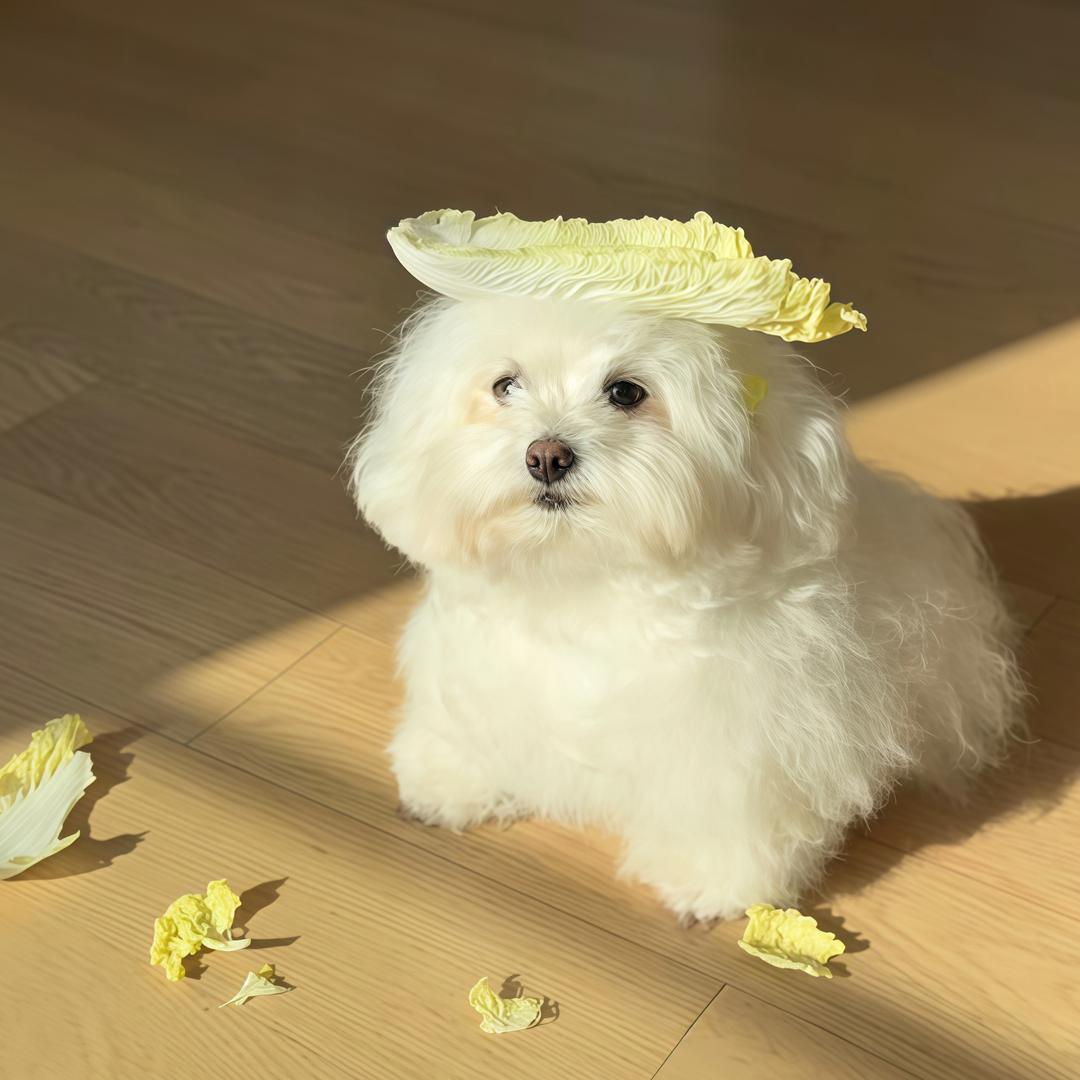 橙橙籽
