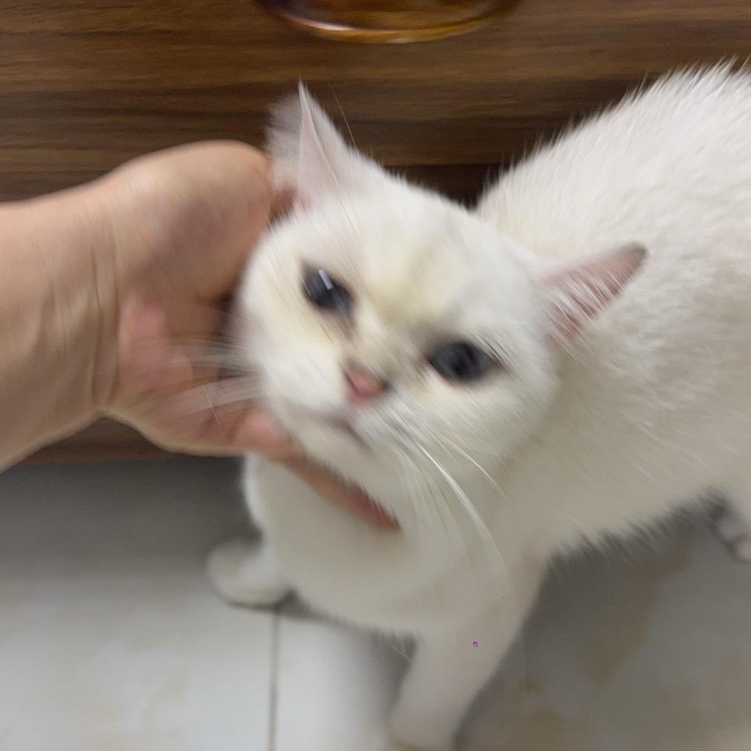 呆小卟的好物店铺💦