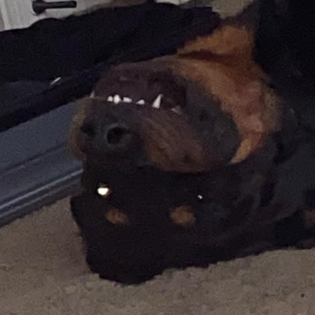 梦.