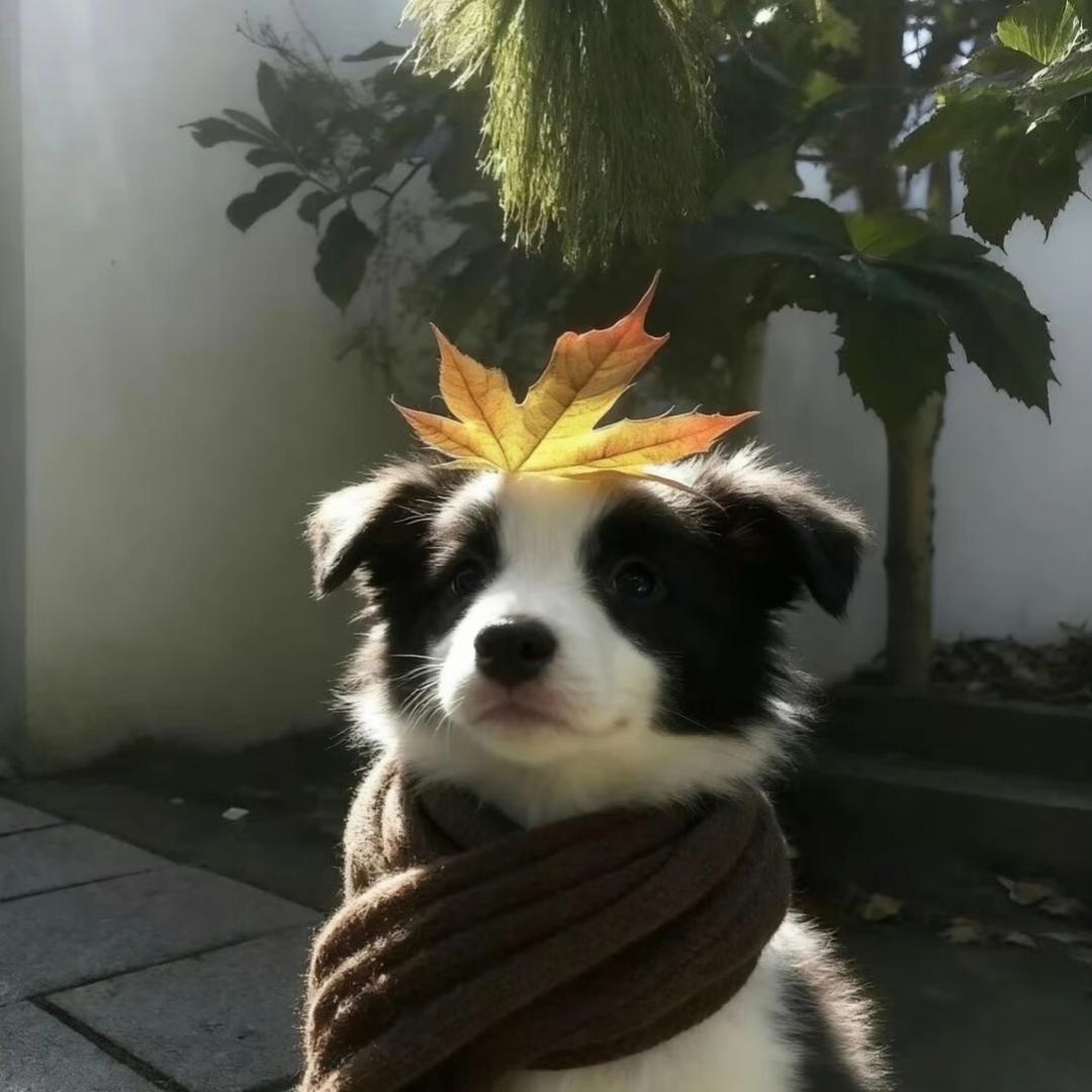 shí的备忘录