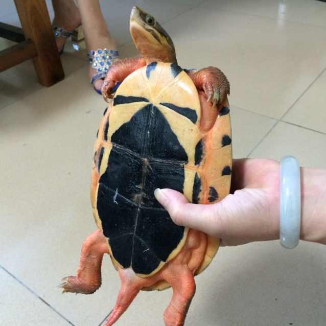 金钱龟来🐢