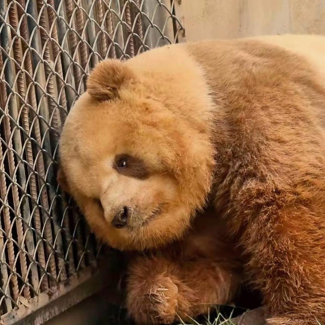 熊猫生活点滴