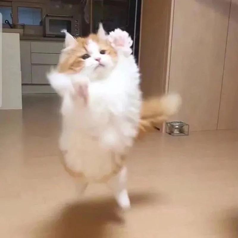 废🐟一枚