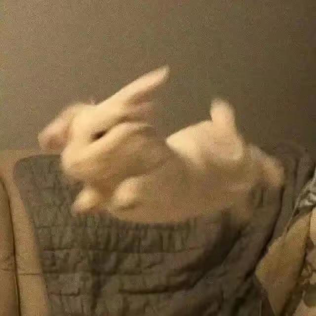 兔兔爱吃草