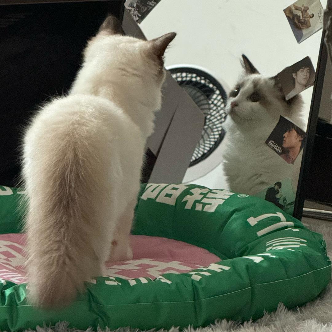 º·一只小慕慕ꪔ̤