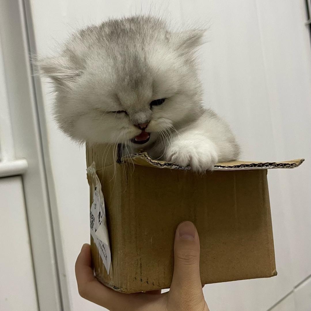 猫猫很可爱