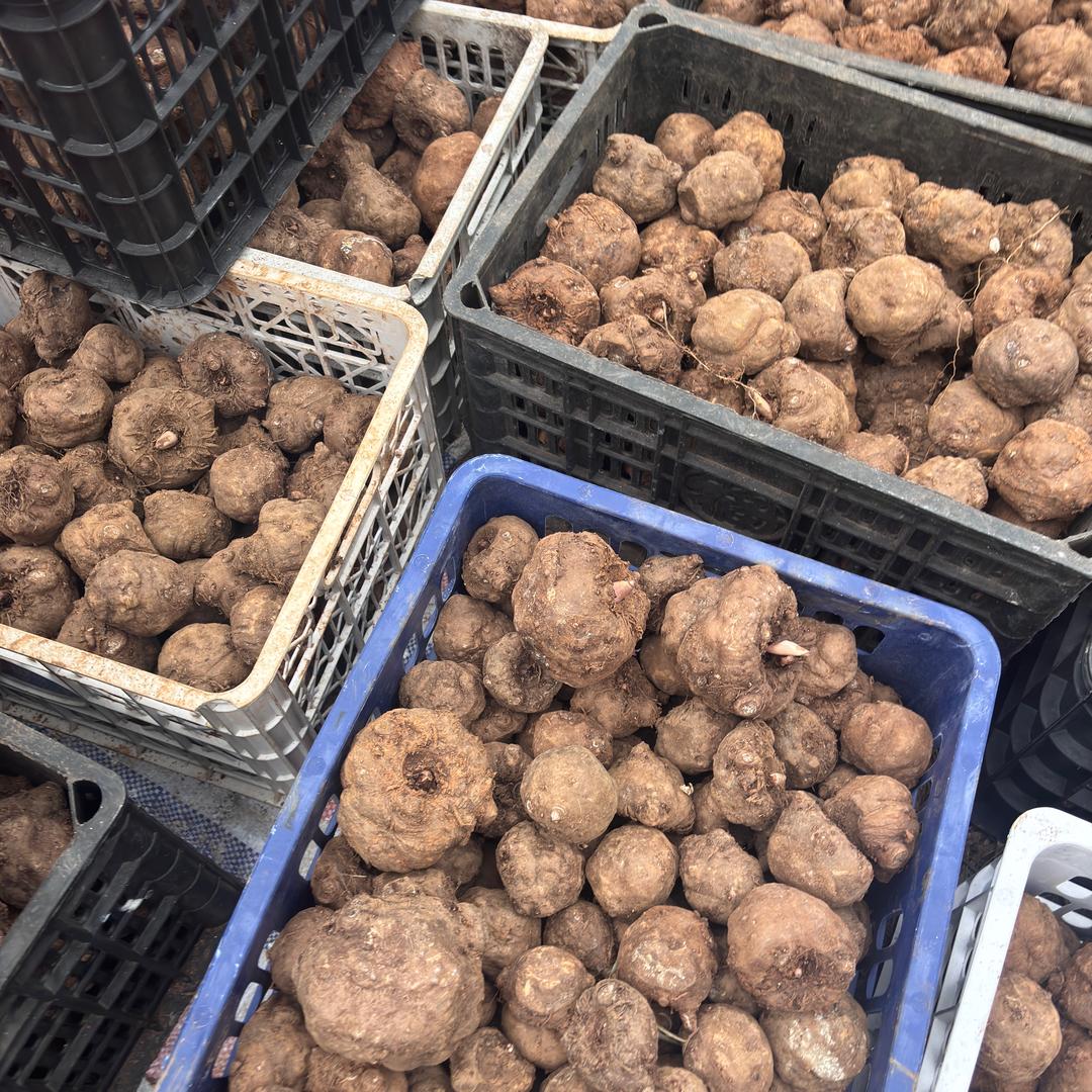 盘州芋满仓魔芋基地