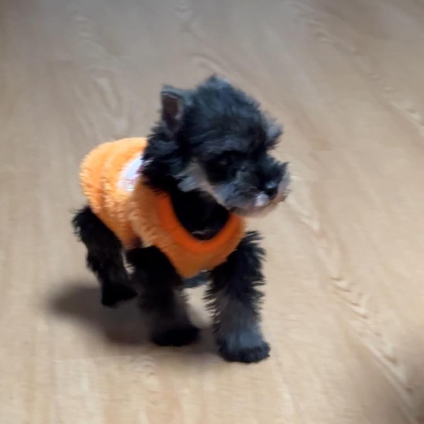 一只大大豆包🐕‍🦺